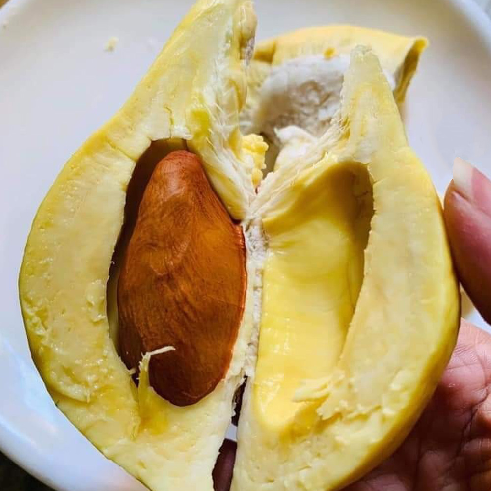 태국 몬통 생 통두리안