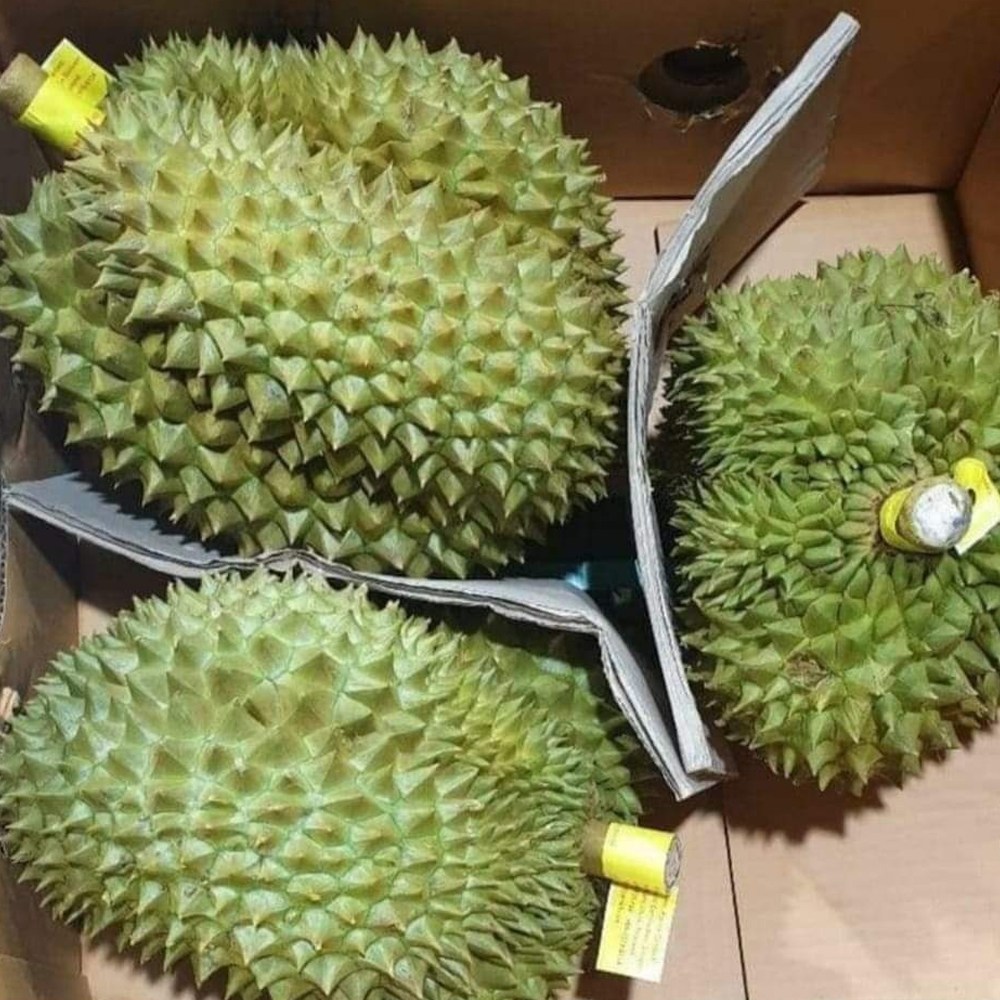 실속형 못난이 태국 고당도 생 통두리안