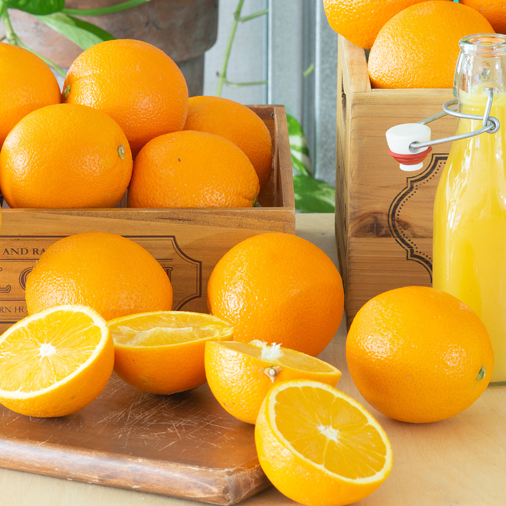 네이블 오렌지 특대과