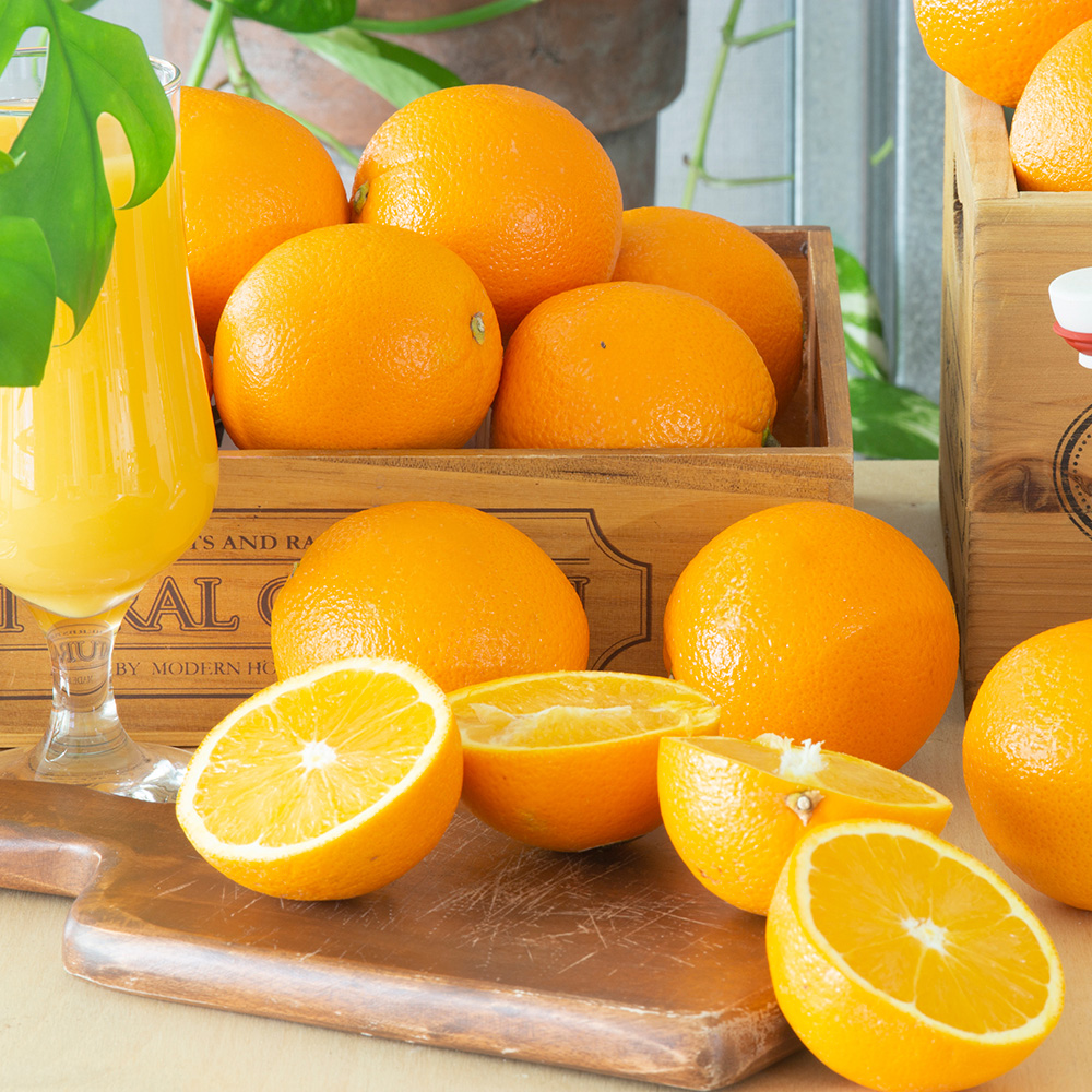 네이블 오렌지 중과