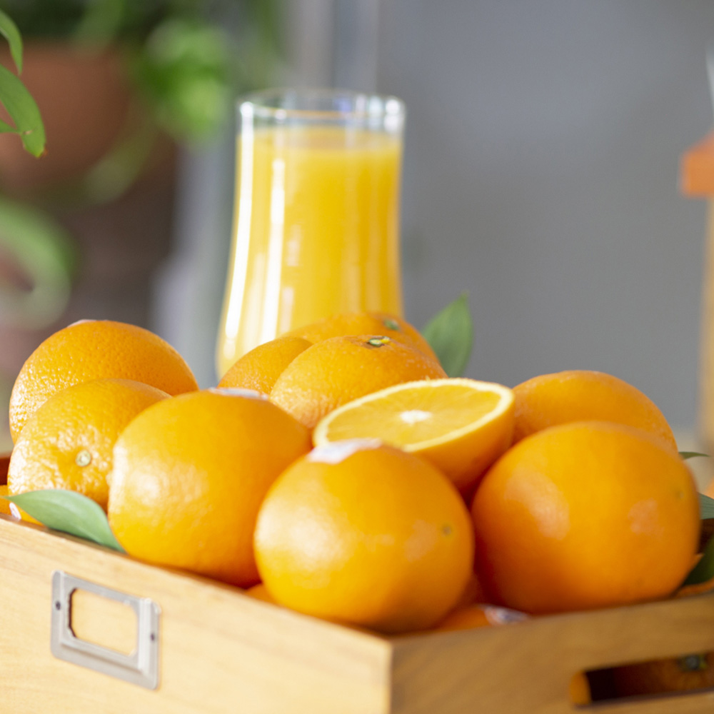 네이블 오렌지 점보과